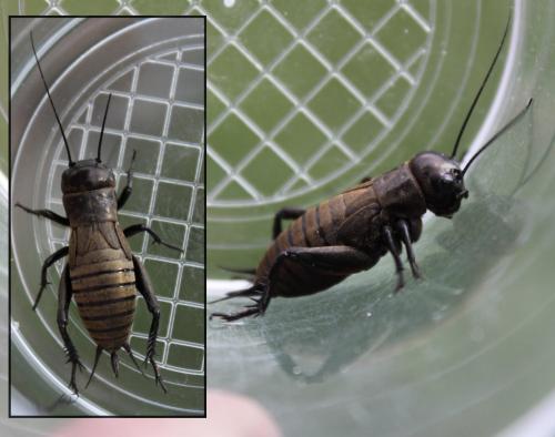 Gryllus campestris